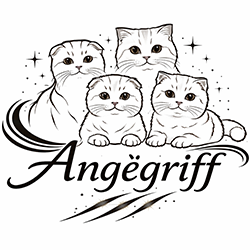 angegriff.com